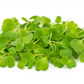 Arugula Microgreens
