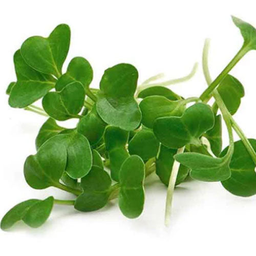 Broccoli Microgreens