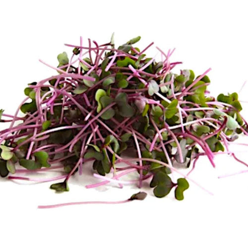 Cabbage Microgreens