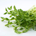 Speckled Pea Microgreens