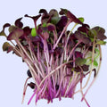 Radish Microgreens