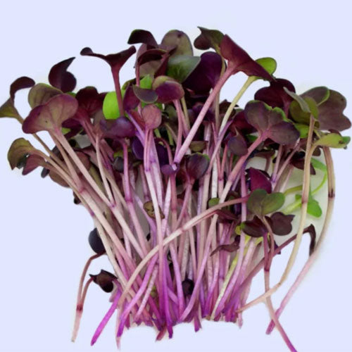 Radish Microgreens