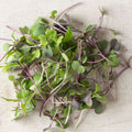Salad Mix Microgreens
