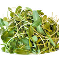 Sunflower Microgreens