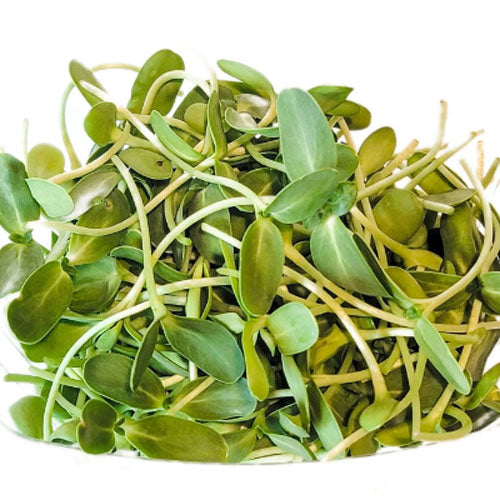 Sunflower Microgreens